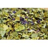 Malva - foglie e fiori
