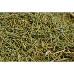 Equiseto (Equisetum arvense) - fusti sterili