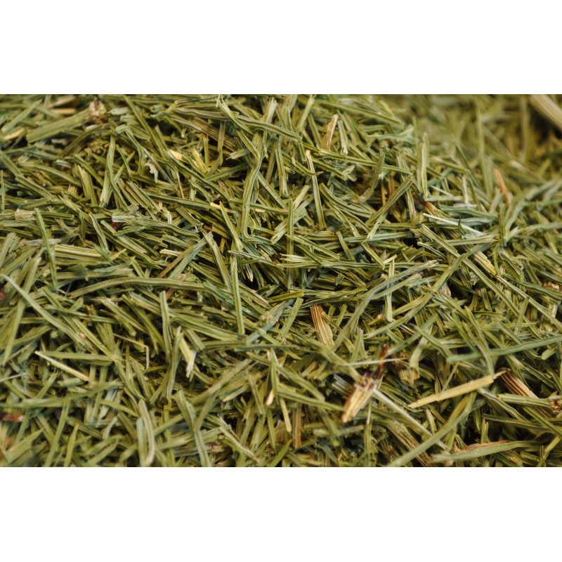 Equiseto (Equisetum arvense) - fusti sterili Equiseto (Equisetum arvense) - fusti sterili