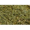 Equiseto (Equisetum arvense) - fusti sterili