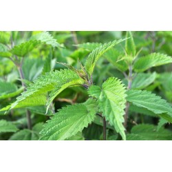 Ortica dioica