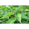 Ortica dioica
