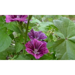 Malva - foglie e fiori