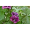 Malva - foglie e fiori