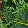 Olio essenziale di cipresso di Leyland