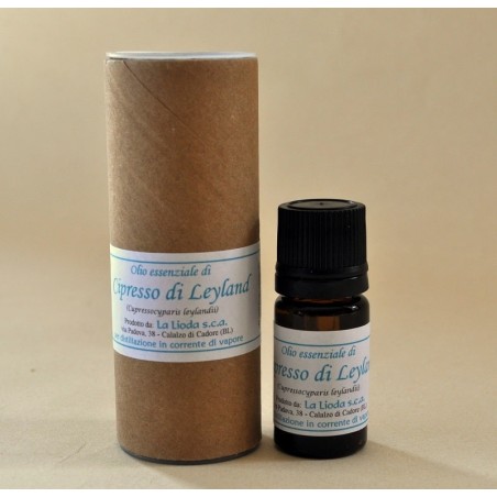 Olio essenziale di cipresso di Leyland