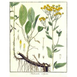 Menta greca (Chrysanthemum balsamita)