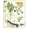Menta greca (Chrysanthemum balsamita)